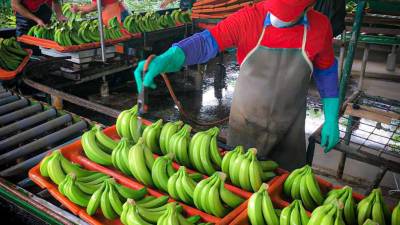 Ecuador analiza importación de especies tolerantes a Fusarium Raza 4 Ecuador analiza importación de especies tolerantes a Fusarium Raza 4