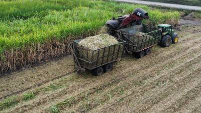 La ca&ntilde;a de az&uacute;car mueve la econom&iacute;a de varios cantones