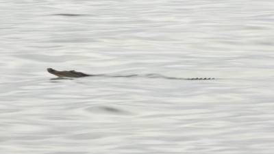 ¿Qué pasó con el cocodrilo que apareció en una playa de Salinas? ¿Qué pasó con el cocodrilo que apareció en una playa de Salinas?