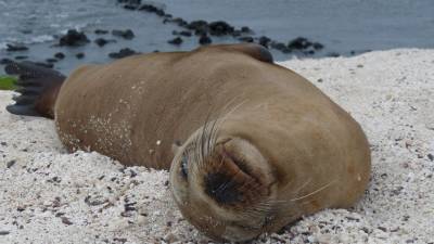 Eval&uacute;an posibles impactos de El Ni&ntilde;o en islas Gal&aacute;pagos