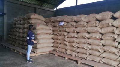 Más de 300.000 toneladas de cacao en grano se certificaron en el 2021 Más de 300.000 toneladas de cacao en grano se certificaron en el 2021