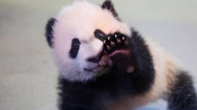 El panda "Bei Bei" hace su debut en público El panda "Bei Bei" hace su debut en público