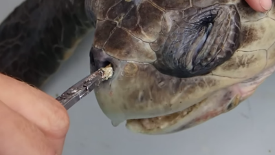 El sufrimiento de una tortuga llama a reducir uso de plástico El sufrimiento de una tortuga llama a reducir uso de plástico