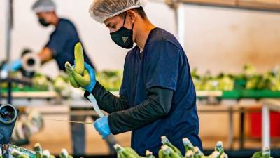 Exportaciones bananeras de Ecuador registran una mejora en julio Exportaciones bananeras de Ecuador registran una mejora en julio