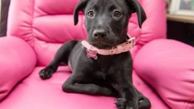 La historia del perrito con seis patas La historia del perrito con seis patas