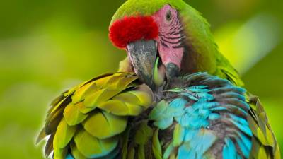 El guacamayo verde mayor a punto de desparecer en Ecuador El guacamayo verde mayor a punto de desparecer en Ecuador