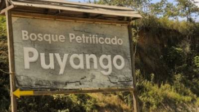 Un bosque petrificado en el sur del Ecuador Un bosque petrificado en el sur del Ecuador