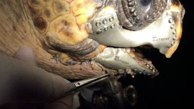 Una tortuga marina recibe un implante impreso en 3D