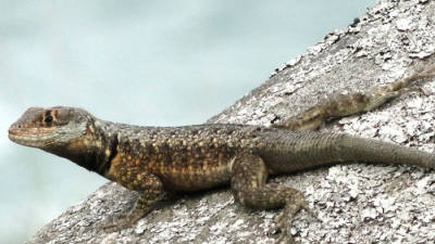 Descubren nueva especie de lagarto en Brasil y ya es considerada en peligro de extinción Descubren nueva especie de lagarto en Brasil y ya es considerada en peligro de extinción
