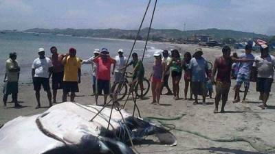 Una mantarraya de unos 1.000 kilos fue capturada en el norte de Perú Una mantarraya de unos 1.000 kilos fue capturada en el norte de Perú