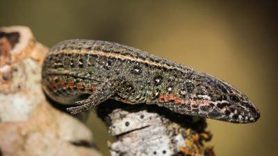 Descubren una nueva especie de lagartija en Machu Picchu Descubren una nueva especie de lagartija en Machu Picchu