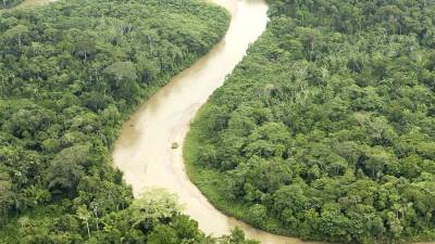 El Amazonas reduce a la mitad su capacidad para absorber CO2 El Amazonas reduce a la mitad su capacidad para absorber CO2