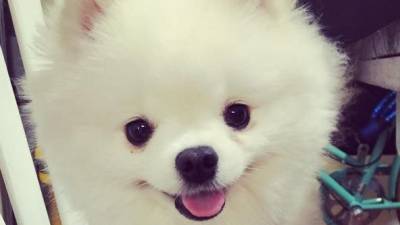 El extra&ntilde;o y gracioso estornudo de un perro se vuelve viral