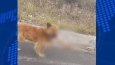 Un perro tenía en el hocico el brazo de una mujer que había sido reportada desaparecida en Latacunga Un perro tenía en el hocico el brazo de una mujer que había sido reportada desaparecida en Latacunga