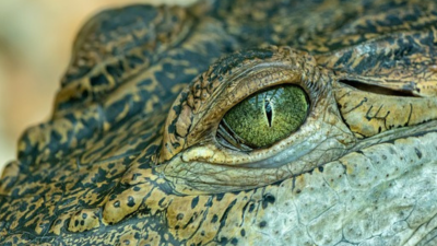 Esmeraldas: Ciudadanos aparentemente hallaron un lagarto dentro de un poblado inundado tras fuertes lluvias