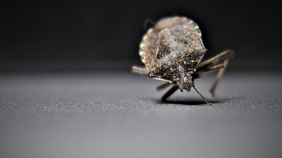 Plaga de chinches genera psicosis en París a menos de un año de los Juegos Olímpicos Plaga de chinches genera psicosis en París a menos de un año de los Juegos Olímpicos