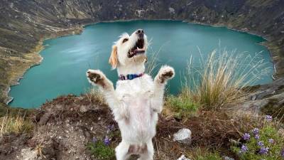 El grupo que te ayuda a convertir a tu mascota en influencer El grupo que te ayuda a convertir a tu mascota en influencer