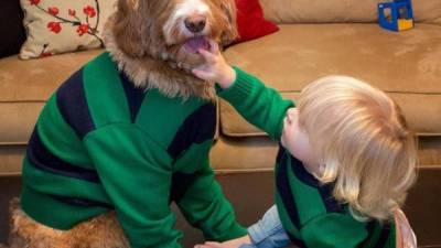Un perro arrasa en Internet por vestirse como un niño Un perro arrasa en Internet por vestirse como un niño