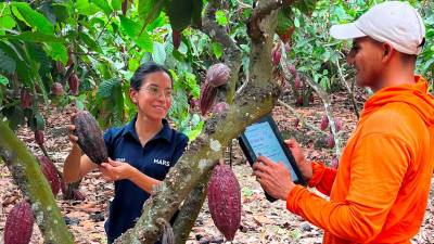 Multinacional trabaja en un modelo de producción de cacao más tecnificado y sostenible Multinacional trabaja en un modelo de producción de cacao más tecnificado y sostenible