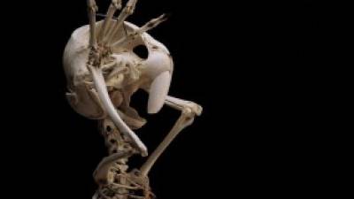 La anatom&iacute;a de varios personajes animados