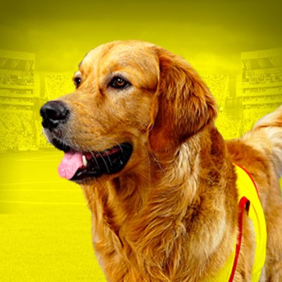 Aparece Coloso, perrito del BSC, perdido desde el domingo