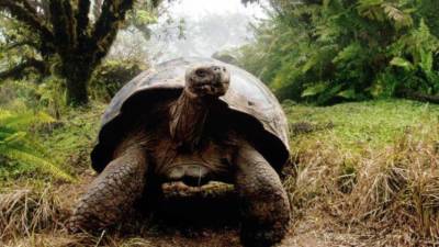Tortugas gigantes de Galápagos presentan cuatro nuevos virus: conocidos por causar enfermedad y mortalidad Tortugas gigantes de Galápagos presentan cuatro nuevos virus: conocidos por causar enfermedad y mortalidad
