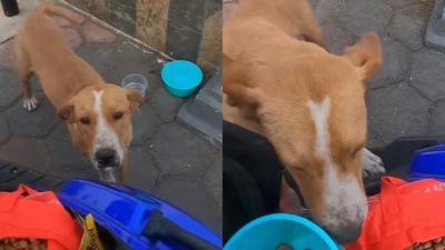 VÍDEO: Mujer se viste de repartidora de comida para entregar alimentos a perritos sin hogar en México VÍDEO: Mujer se viste de repartidora de comida para entregar alimentos a perritos sin hogar en México