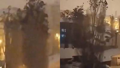 VIDEO: El raro comportamiento de las aves en Turqu&iacute;a minutos antes del terremoto 