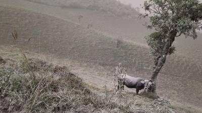 Se coordinan acciones para ayudar a ganaderos y agricultores ante la ca&iacute;da de cenizas
