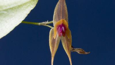 Se descubren tres nuevas especies de orqu&iacute;deas en Ecuador