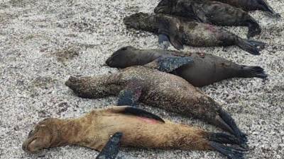 Galápagos: ataque a lobos marinos en la Isla San Cristóbal Galápagos: ataque a lobos marinos en la Isla San Cristóbal