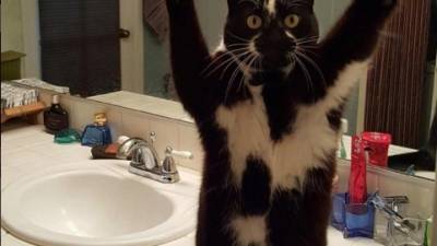 Keys, el curioso gato que levanta sus "brazos". Keys, el curioso gato que levanta sus "brazos".