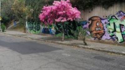 ¡Los arupos pintan de rosado a Quito! ¡Los arupos pintan de rosado a Quito!