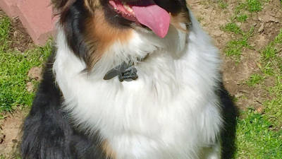 Conoce a Toby, el perro con dos narices