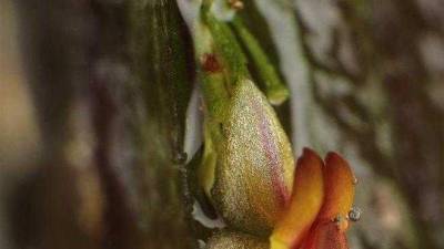 En Ecuador hay más de 350 especies de Lepanthes (género de orquídeas) y cada año el número sigue aumentando. En la foto, la Lepanthes inesmanzanoae. En Ecuador hay más de 350 especies de Lepanthes (género de orquídeas) y cada año el número sigue aumentando. En la foto, la Lepanthes inesmanzanoae.