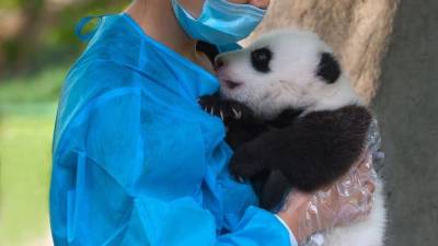 Abrazador de pandas, la profesión más entrañable del mundo Abrazador de pandas, la profesión más entrañable del mundo