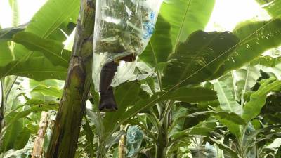 Se crea estrategia nacional para la prevención, detección y control de la plaga Fusarium Raza 4 Se crea estrategia nacional para la prevención, detección y control de la plaga Fusarium Raza 4