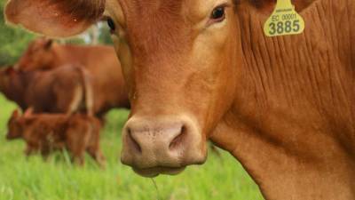 Ecuador abre un nuevo mercado en Egipto para exportación de carne bovina congelada Ecuador abre un nuevo mercado en Egipto para exportación de carne bovina congelada
