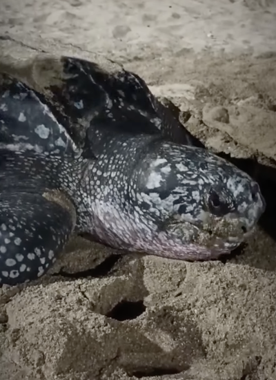 Tortuga laúd logró anidar en Crucita tras operativo de conservación