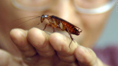 Las cucarachas son resistentes a algunos insecticidas Las cucarachas son resistentes a algunos insecticidas