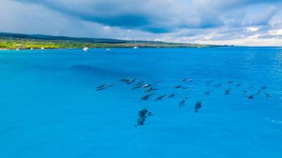 El delfín nariz de botella, una de las especies más conocidas, y se lo puede observar en Galápagos. El delfín nariz de botella, una de las especies más conocidas, y se lo puede observar en Galápagos.