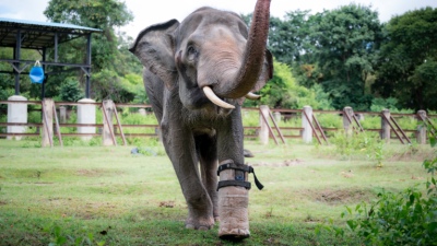 La inspiradora historia de Chhouk: el elefante que perdió una pata en una trampa y ahora camina con prótesis La inspiradora historia de Chhouk: el elefante que perdió una pata en una trampa y ahora camina con prótesis