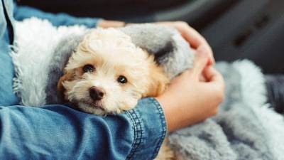 Mascotas con alergia: Tratamientos recomendados Mascotas con alergia: Tratamientos recomendados