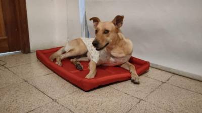 Due&ntilde;a de River, uno de los perros del escuadr&oacute;n Esparta, iniciar&aacute; una acci&oacute;n de protecci&oacute;n 