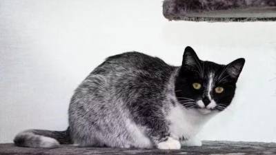 Salmiak, una nueva raza de gatos capaz de cambiar el color de su pelaje Salmiak, una nueva raza de gatos capaz de cambiar el color de su pelaje