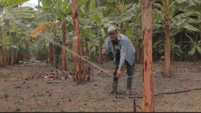 M&aacute;s de 9.000 hect&aacute;reas cuentan con riego tras obra de rehabilitaci&oacute;n en Manab&iacute;