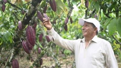 Cacaoteros cuentan con una solución nutricional sostenible para sus cultivos Cacaoteros cuentan con una solución nutricional sostenible para sus cultivos
