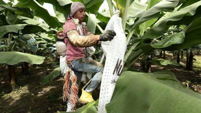Educación Dual impulsa formación de pequeños productores bananeros Educación Dual impulsa formación de pequeños productores bananeros