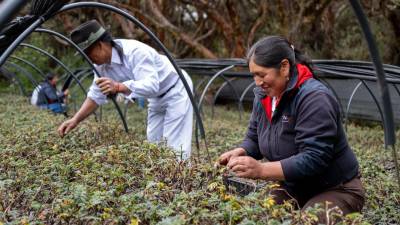 ONU reconoce iniciativa de conservación de los ecosistemas andinos ONU reconoce iniciativa de conservación de los ecosistemas andinos