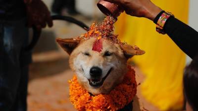 Kukur Tihar, el festival en Nepal que homenajea a los perros por su lealtad y compañerismo Kukur Tihar, el festival en Nepal que homenajea a los perros por su lealtad y compañerismo